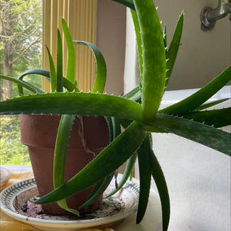 Aloe Vera plant in Burnsville, North Carolina