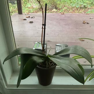 Phalaenopsis Orchid plant in Burnsville, North Carolina
