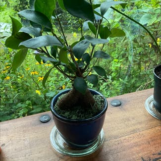 Ficus Ginseng plant in Burnsville, North Carolina