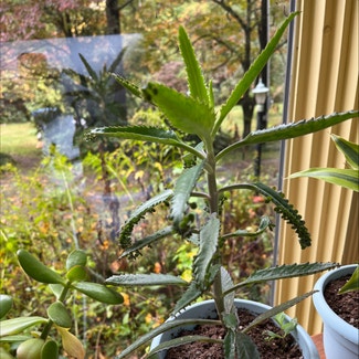 Mother of Thousands plant in Burnsville, North Carolina