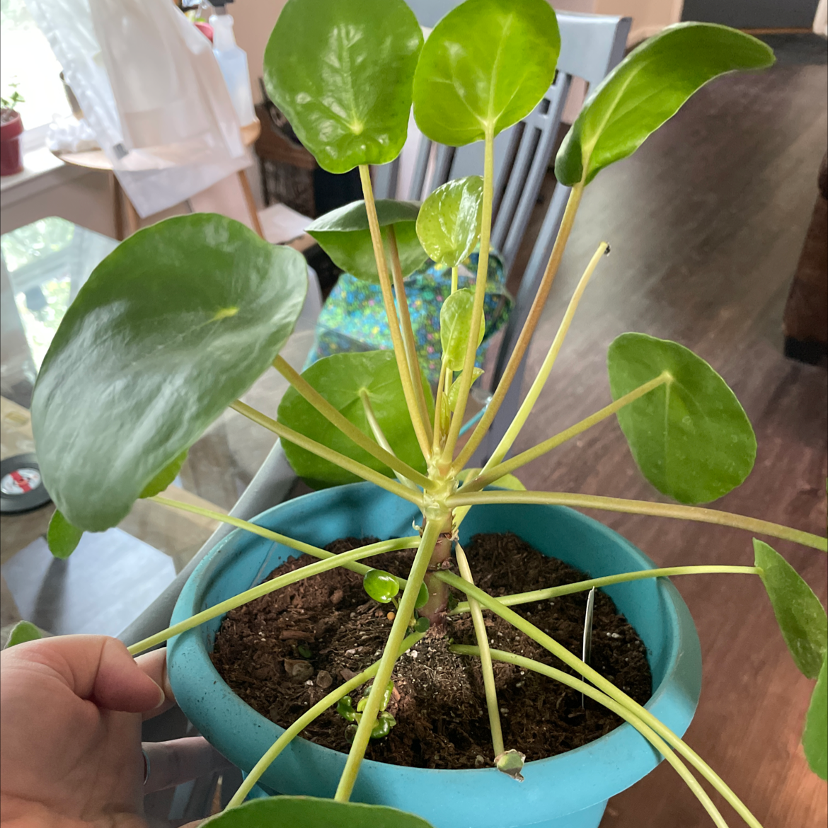 Chinese Money Plant plant photo by @spookyclo named persephone on Greg, the plant care app.