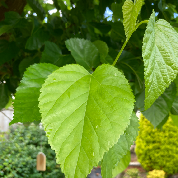 Close-up of a healthy White Mulberry plant with green leaves.