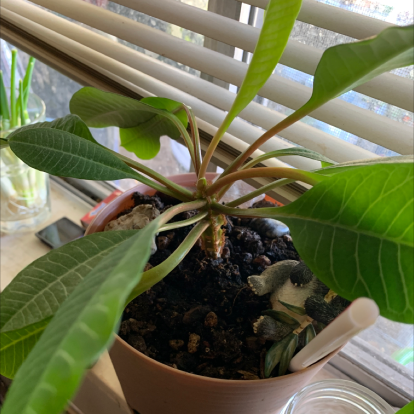 Madagascar Jewel plant in a pot near a window with visible soil and healthy green leaves.