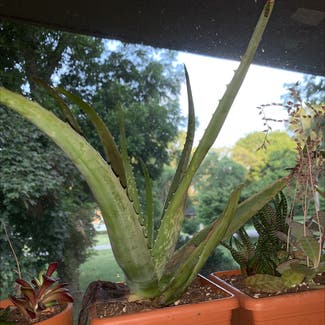 Aloe Vera plant in Richmond, Virginia