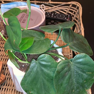 Heartleaf Philodendron plant in Richmond, Virginia
