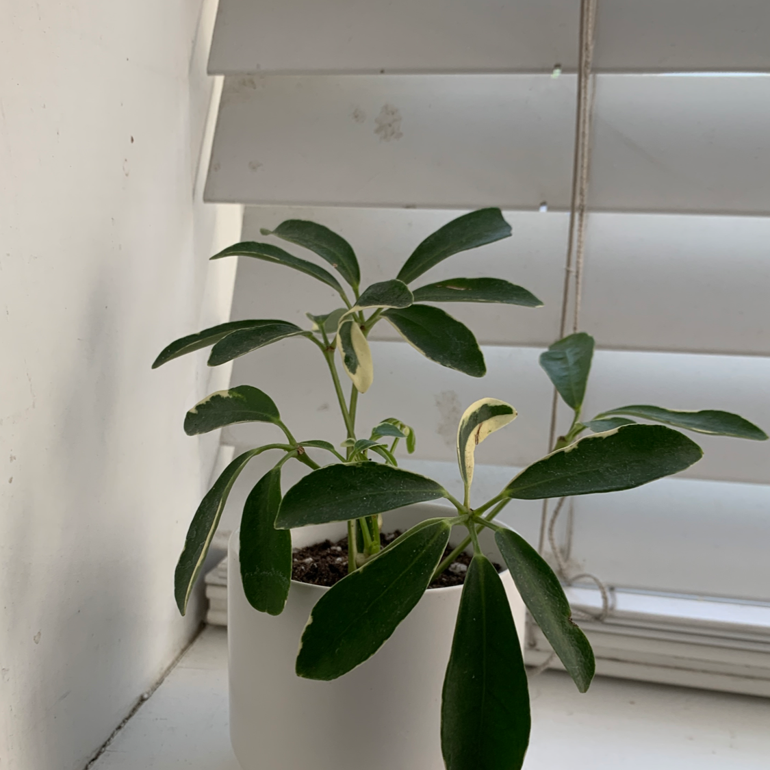 Photo of the plant species Dwarf Umbrella Tree by @Sophialsim named Palm dude on Greg, the plant care app
