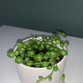 String of Pearls plant in Richmond, Virginia