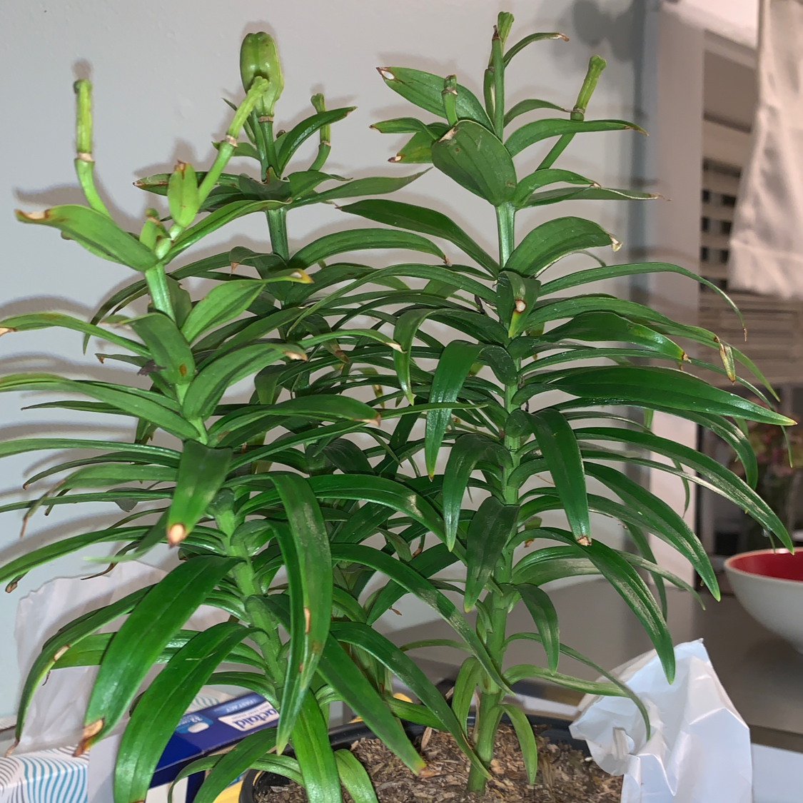 Photo of the plant species Easter Lily by @Sophialsim named Palmellina on Greg, the plant care app