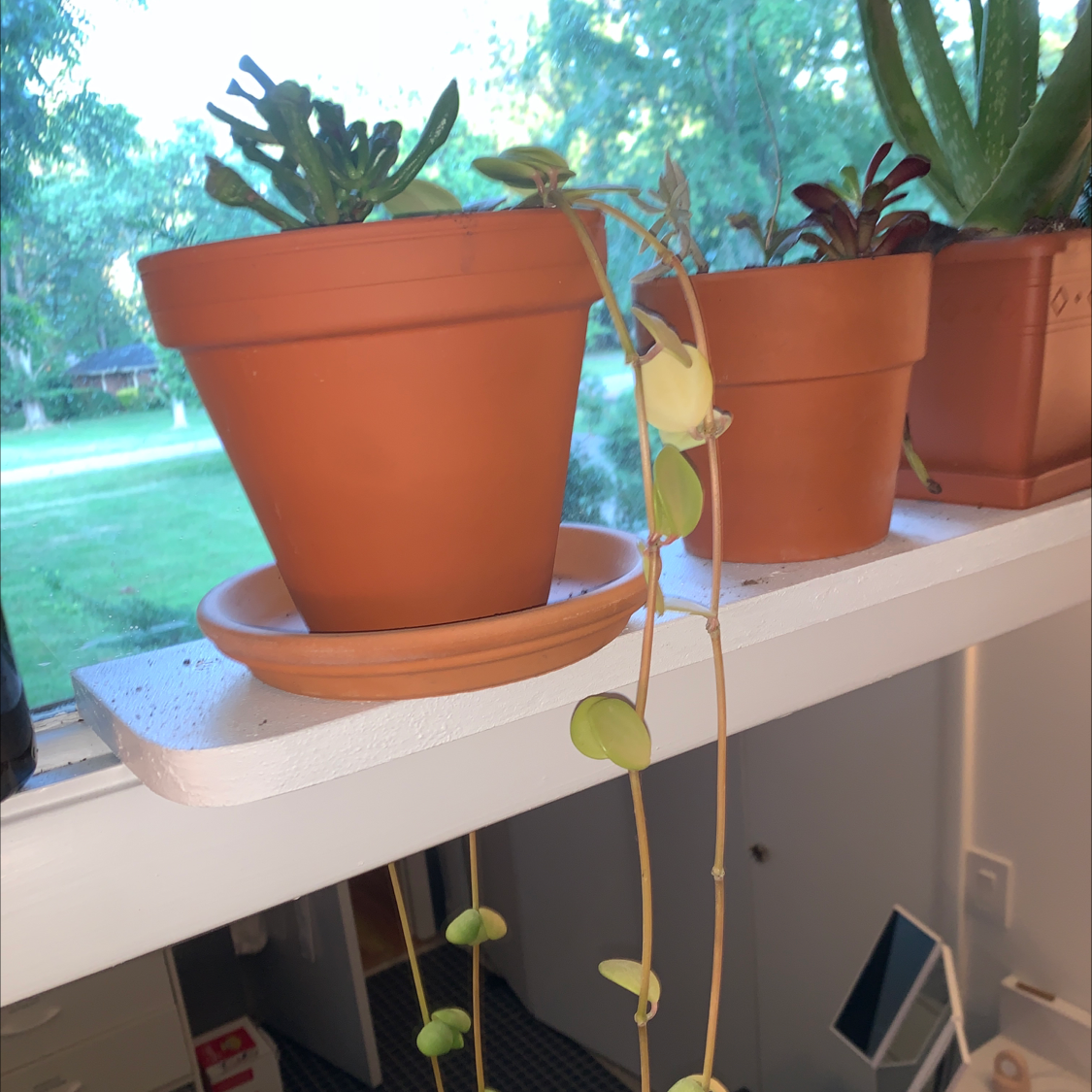 Vining Peperomia plant photo by @Sophialsim named Long girl on Greg, the plant care app.