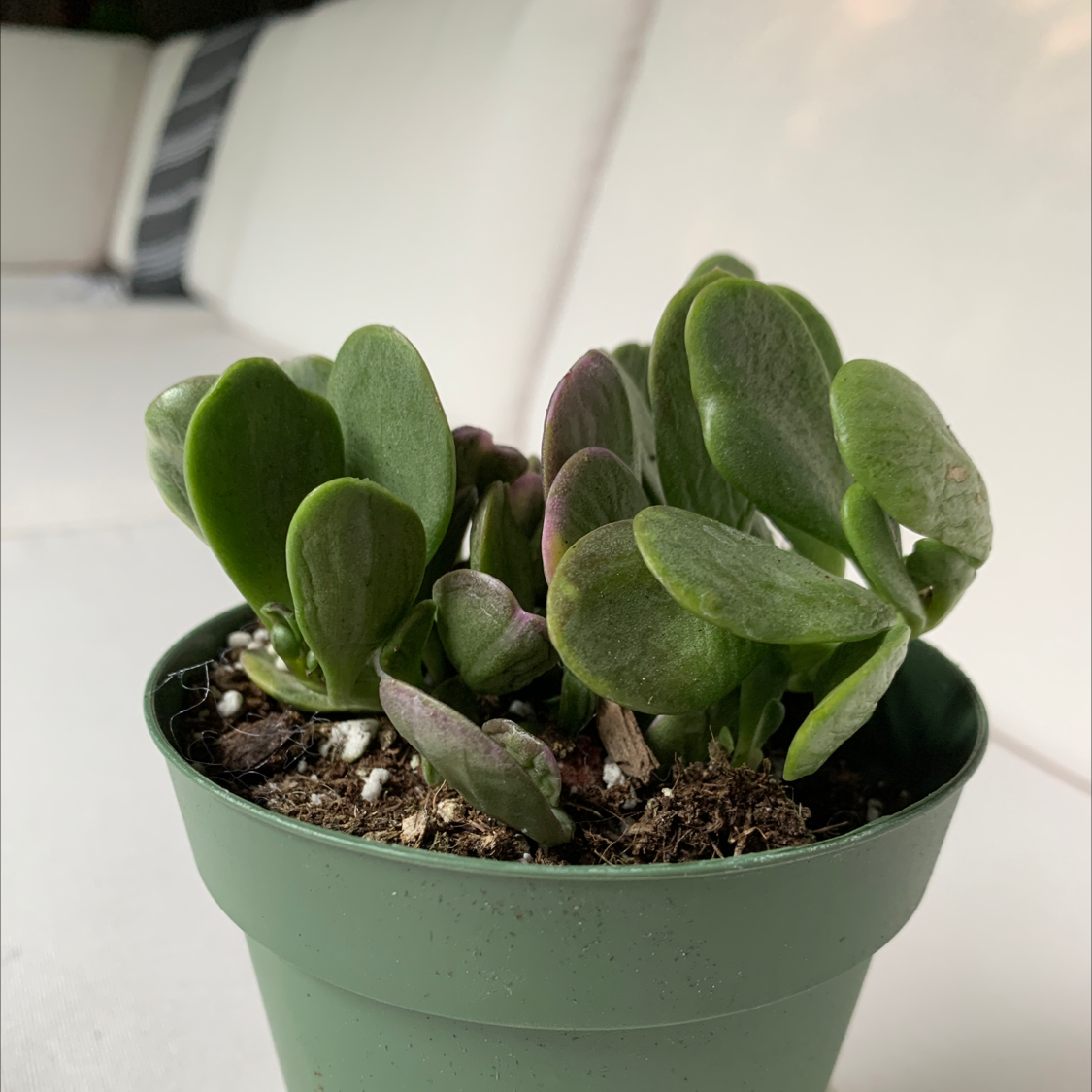 Trailing Jade plant photo by @Sophialsim named Smiley Miley on Greg, the plant care app.