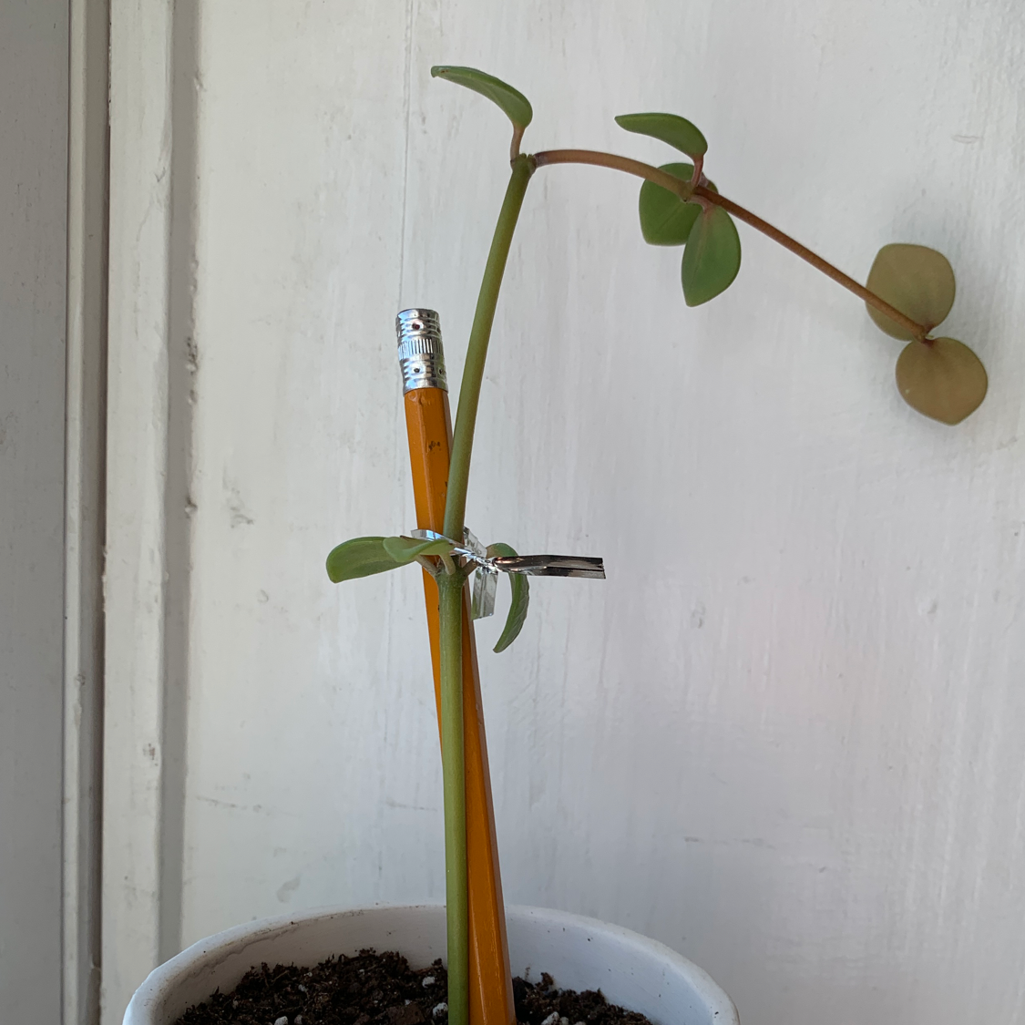 Photo of the plant species Trailing Jade by @Sophialsim named Mini long girl on Greg, the plant care app