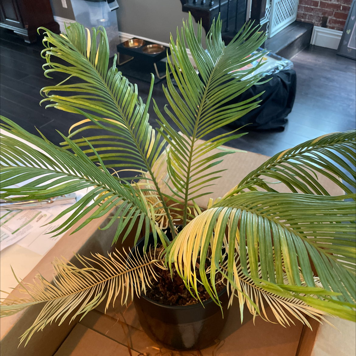 Sago Palm plant photo by Maggie named Spikey Boi on Greg, the plant care app.