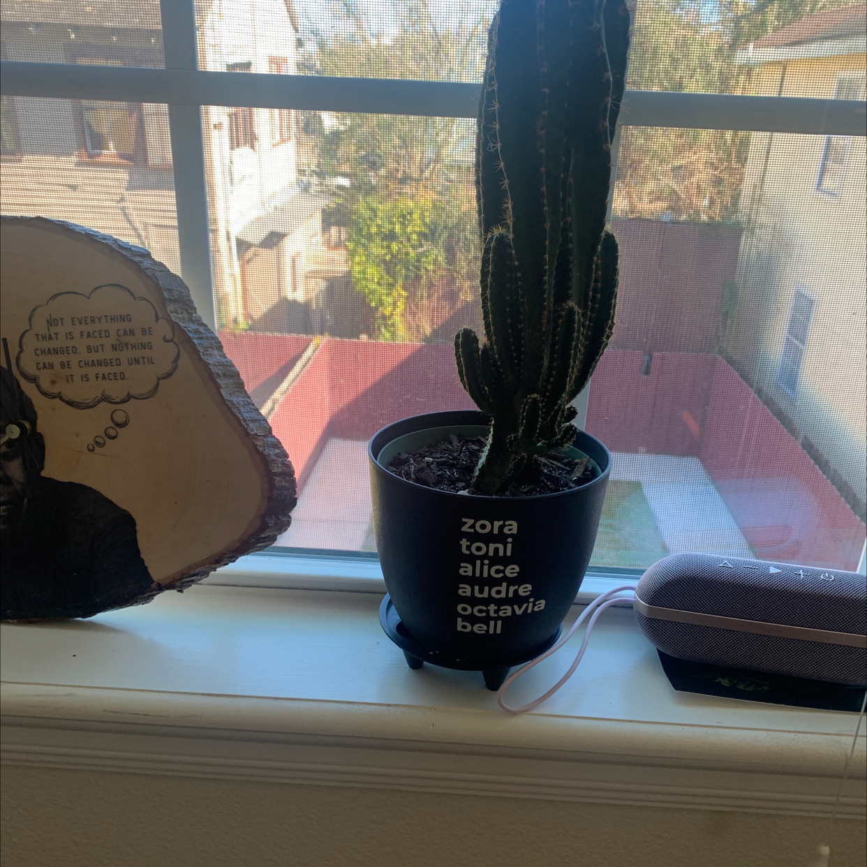 Photo of the plant species Columnar Cactus by @afroplantmama named Fairy Thee Castle on Greg, the plant care app