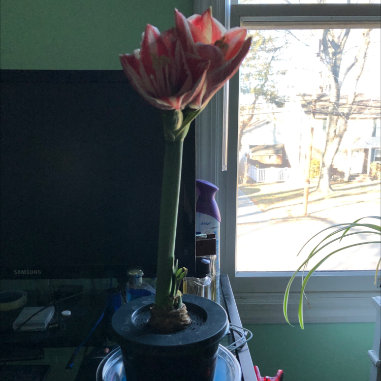 Potted Striped-Tubed Amaryllis with a tall green stem and red and white striped flower near a window.