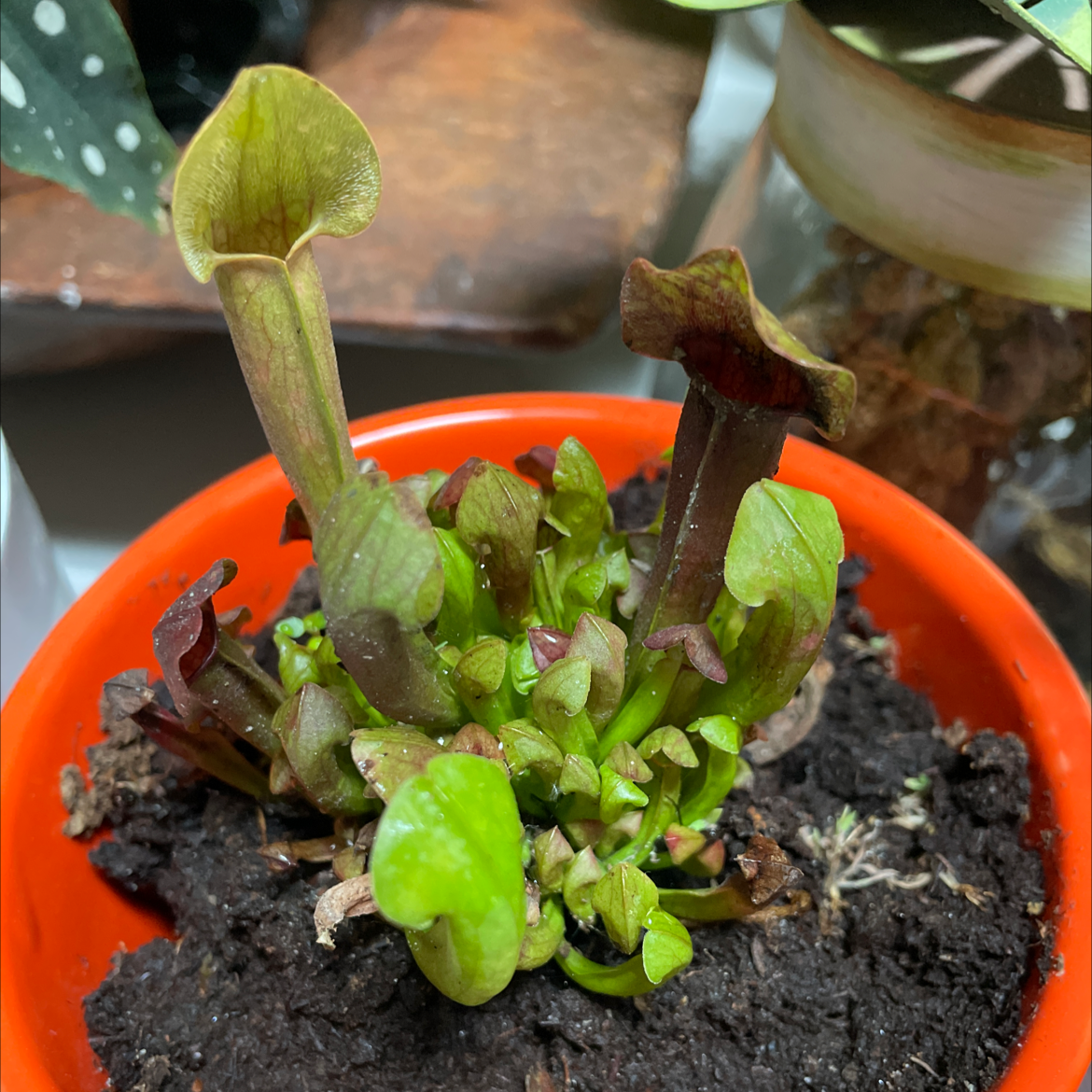 Purple Pitcher Plant in a small pot with some minor browning on a few leaves.