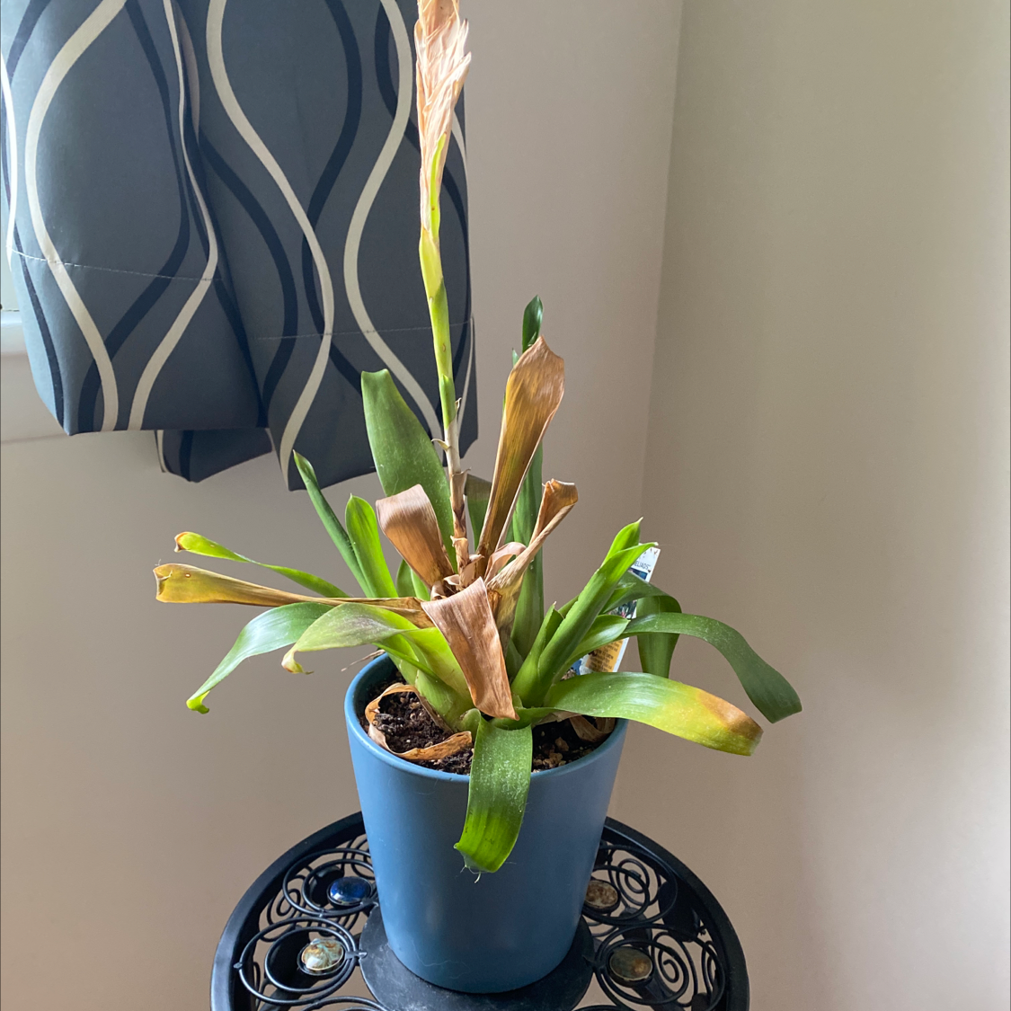 Flaming Sword Bromeliad in a blue pot with some browning leaves and visible soil.