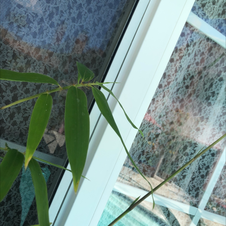 Common Bamboo plant with green leaves near a window.