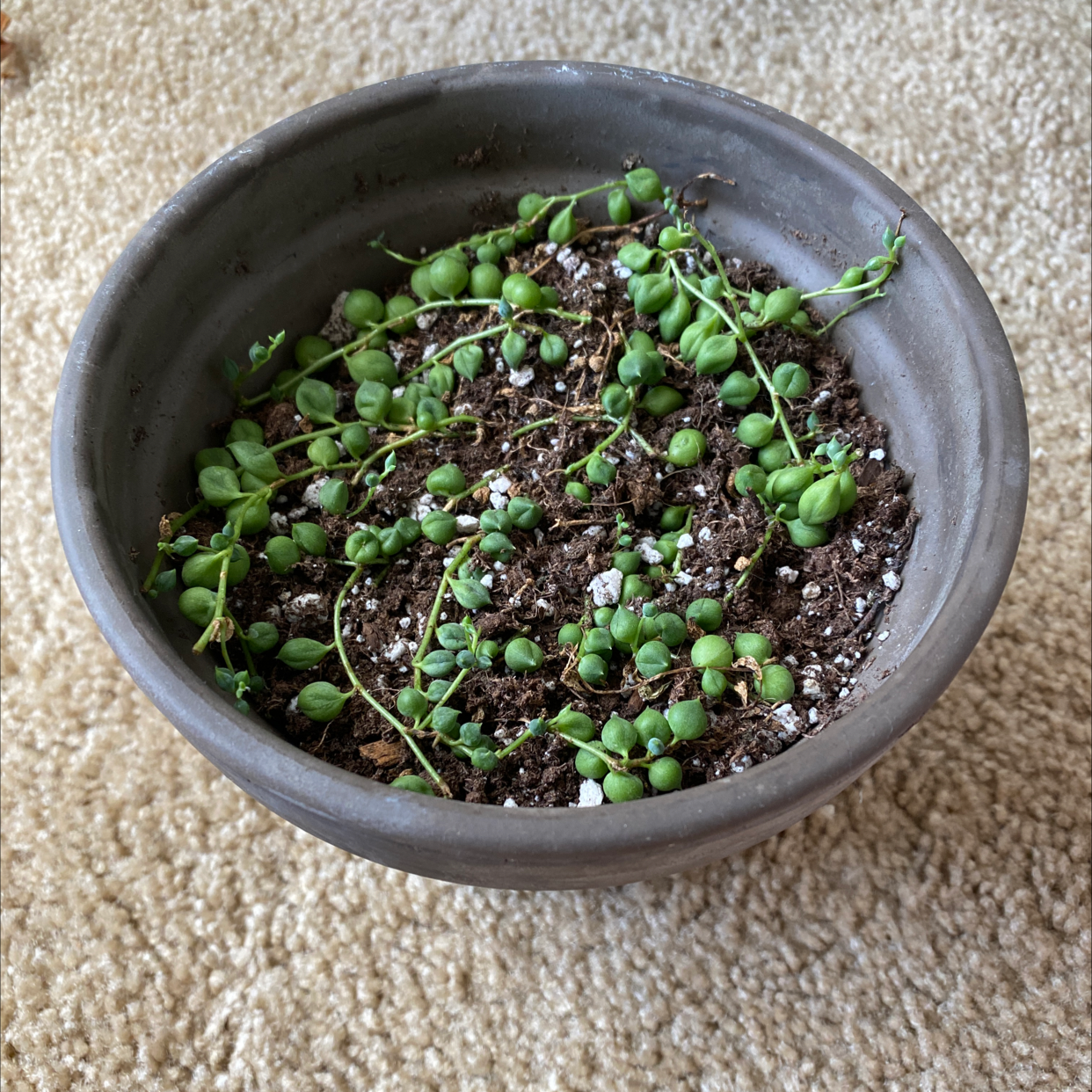 Potted String of Pearls plant with visible soil and some shriveled pearls.