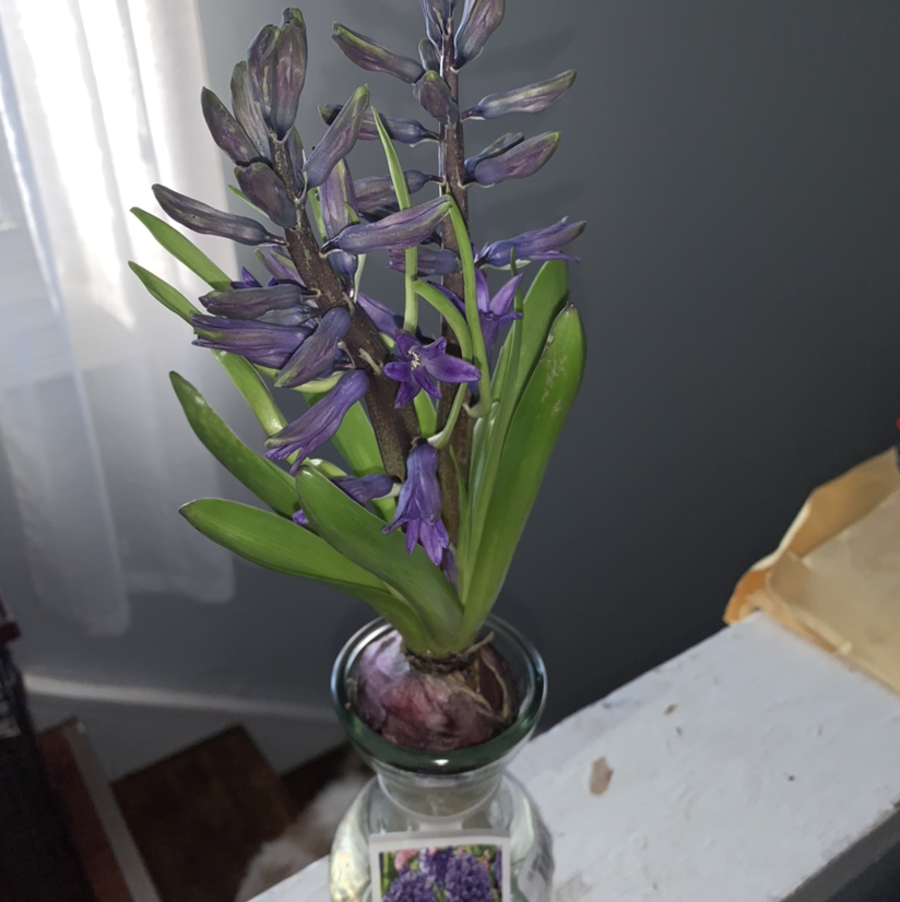 Garden Hyacinth with purple flowers in a glass container, healthy and blooming.