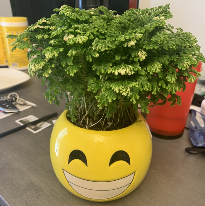 Vibrant green Selaginella club moss plant thriving in a cheerful yellow emoji pot, sitting on a dark surface.