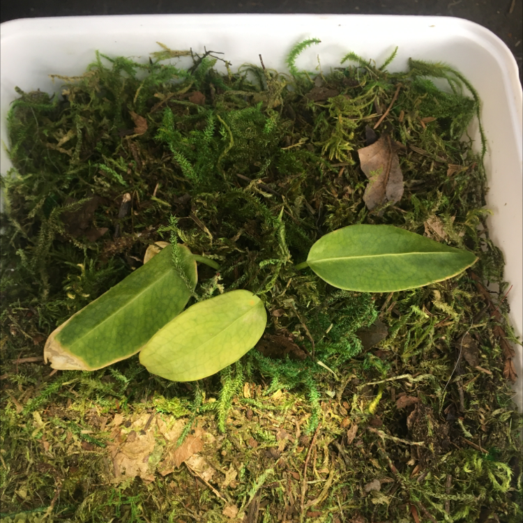 Anthurium warocqueanum plant with yellowing and browning leaves in a moss-filled container.