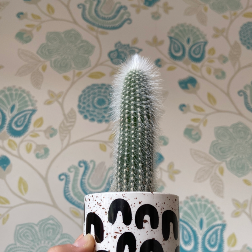 Photo of the plant species Silver Torch Cactus by @Lousoasis named Ronaldo on Greg, the plant care app