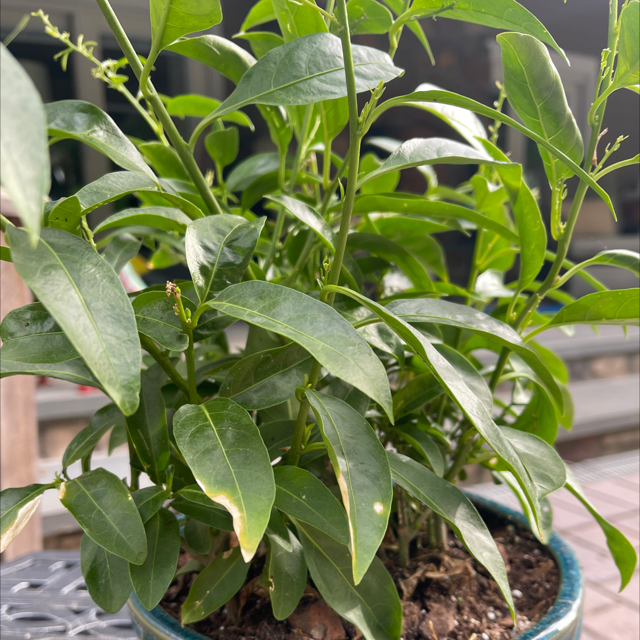 Night-Blooming Jessamine plant in a blue pot with some leaf discoloration.