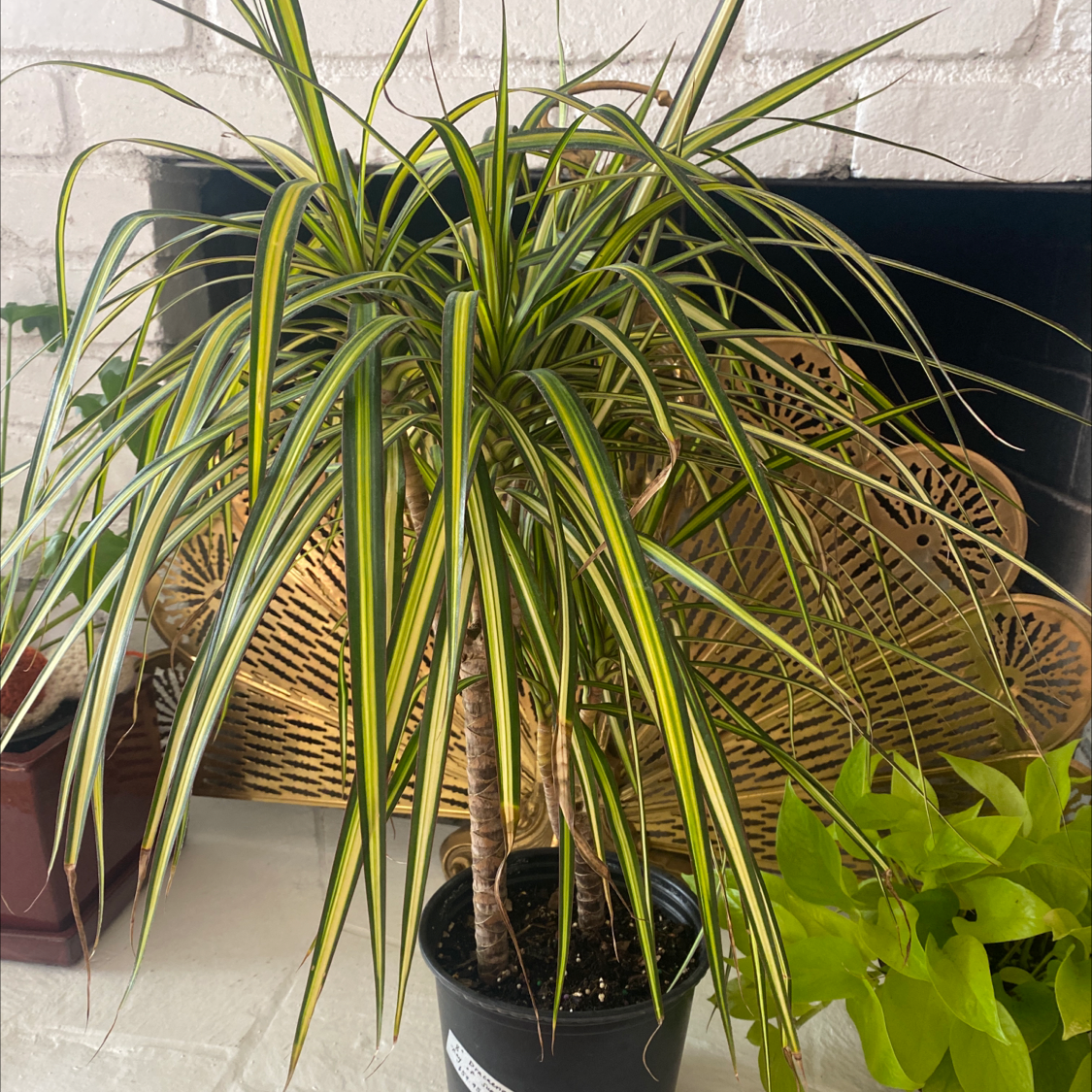 Dracaena 'Ray of Sunshine' plant with green and yellow striped leaves in a black pot.