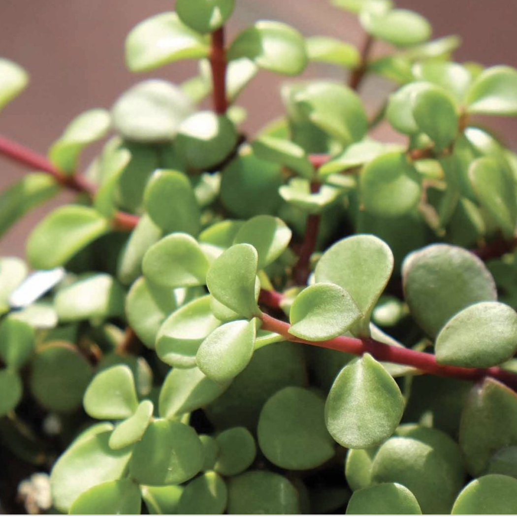 Photo of the plant species Elephant Bush by Lisa named Ele ( elephant bush) on Greg, the plant care app