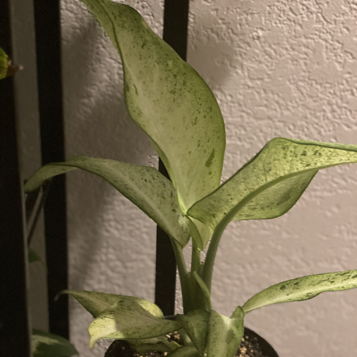 Dieffenbachia 'Camouflage' plant with variegated leaves in a pot, well-framed and in focus.