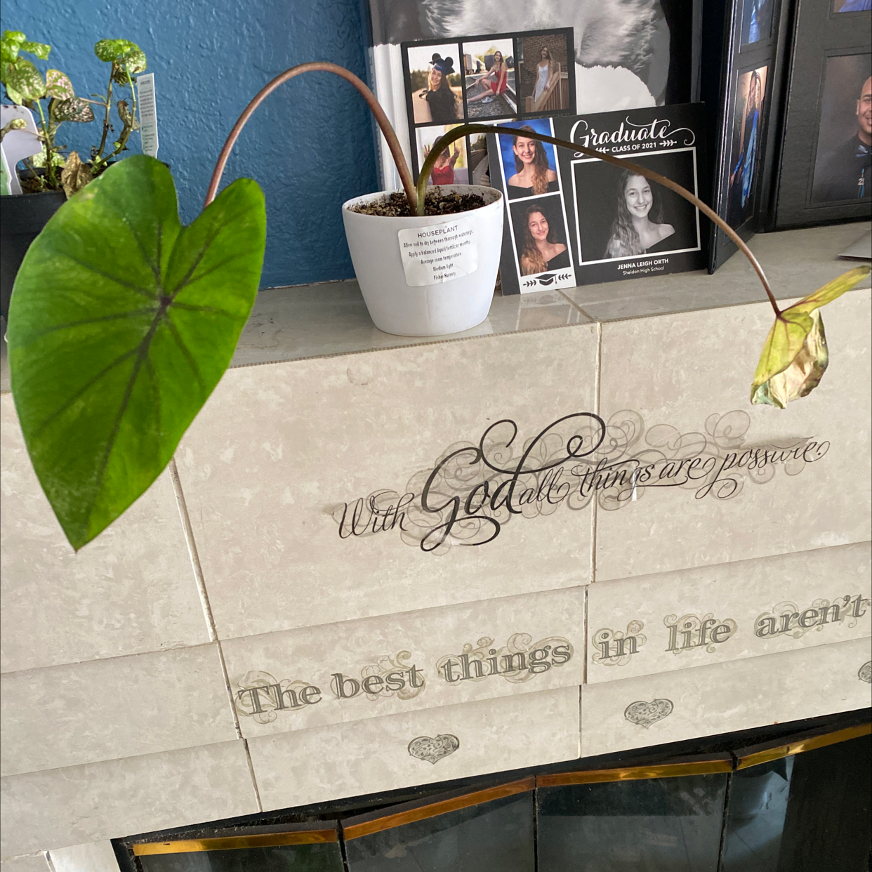 Photo of the plant species Colocasia 'Black Beauty' by Lisa named Hamilton on Greg, the plant care app
