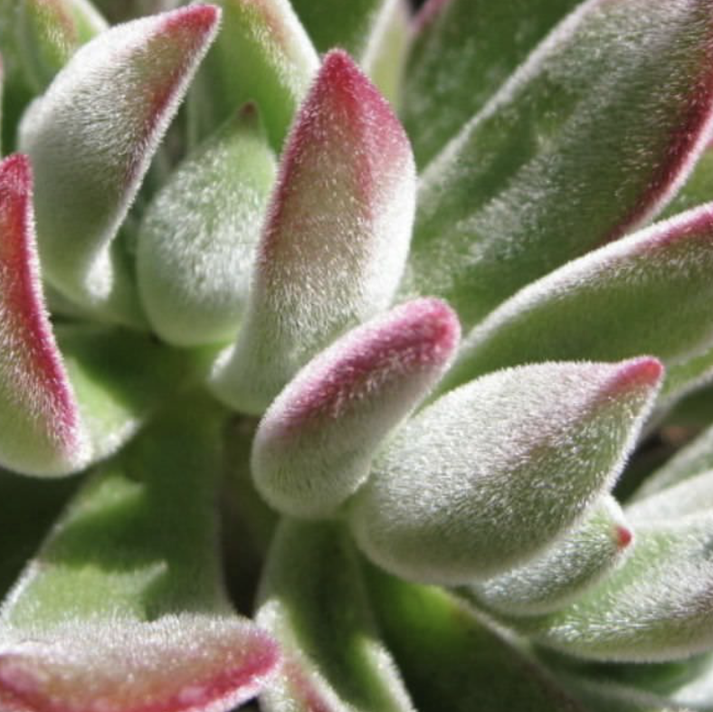 Photo of the plant species Chenille Plant by Lisa named Oliver on Greg, the plant care app
