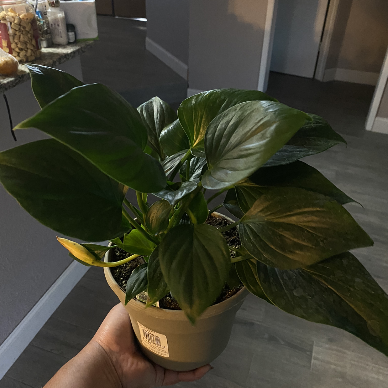 Homalomena 'Emerald Gem' plant in a pot, held by a hand indoors.