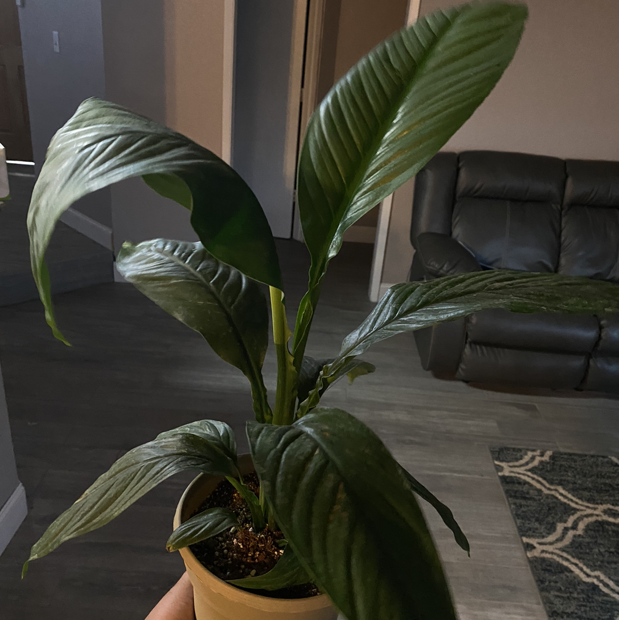 Sensation Peace Lily plant in a pot, held by a hand, indoors.