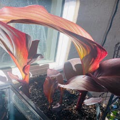 Tropicanna Canna Lily plant