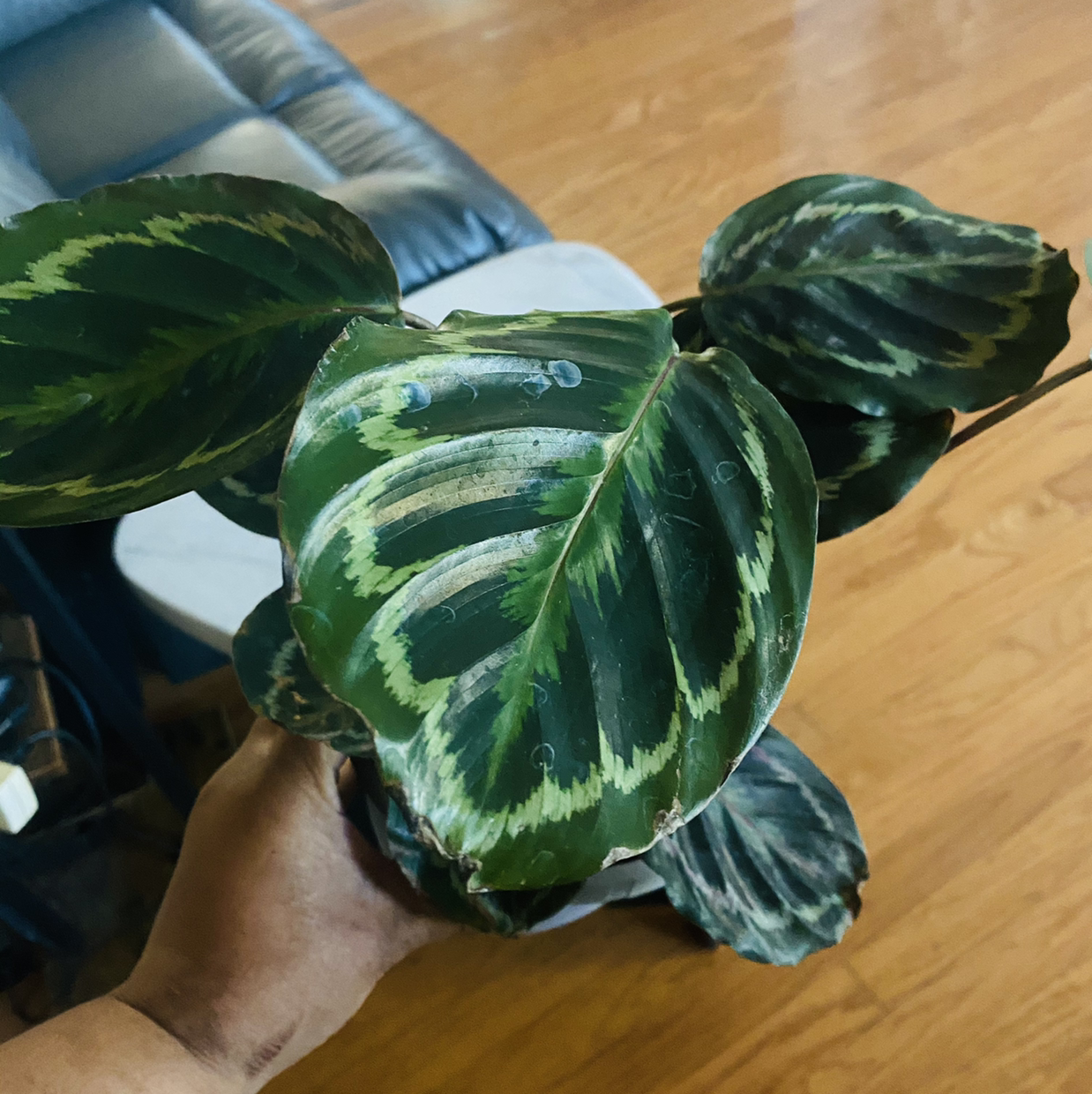 Calathea 'Medallion' plant with large, patterned leaves held by a hand.
