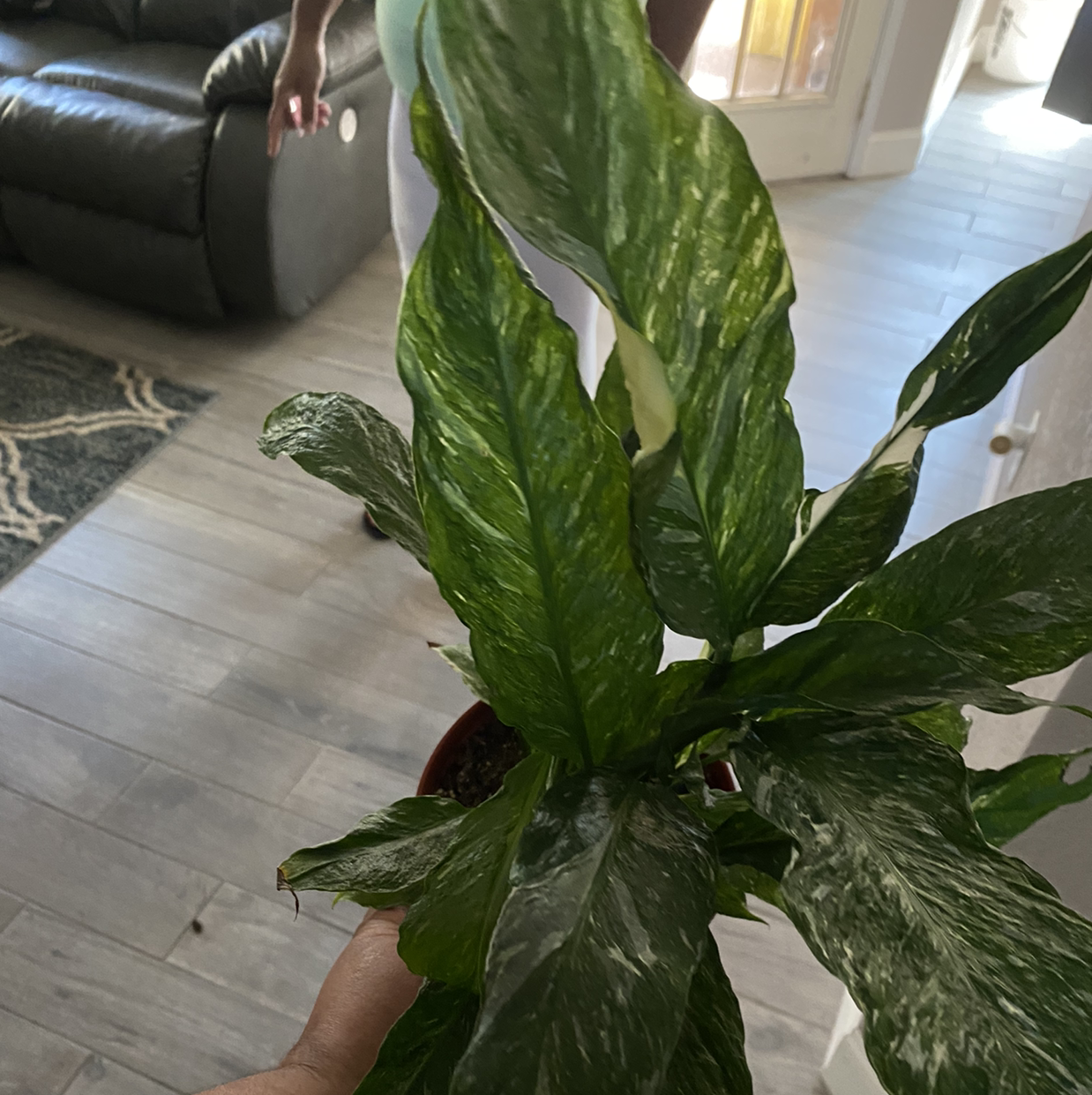 Domino Peace Lily with variegated leaves, held by a hand indoors.