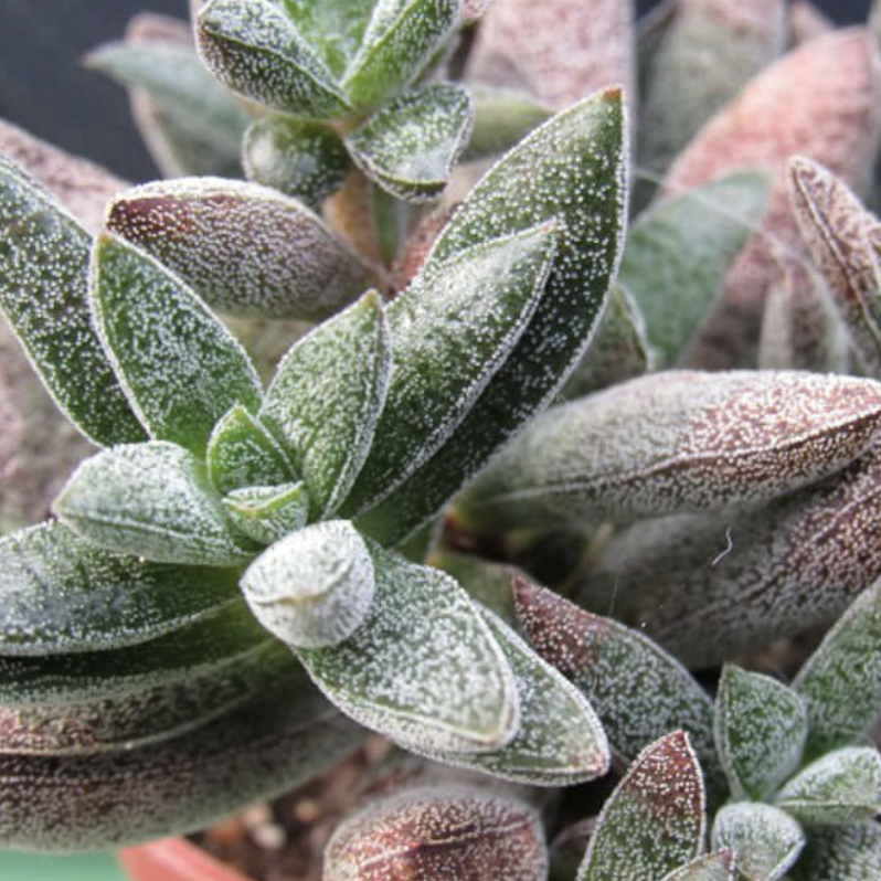 Photo of the plant species Crassula justi-corderoyi by Lisa named Justus corderoy on Greg, the plant care app