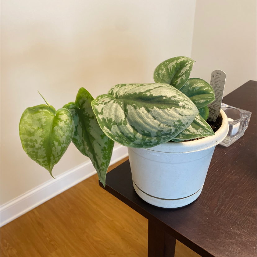 Silver Leaf Philodendron in a white pot on a dark wooden surface, healthy with variegated leaves.