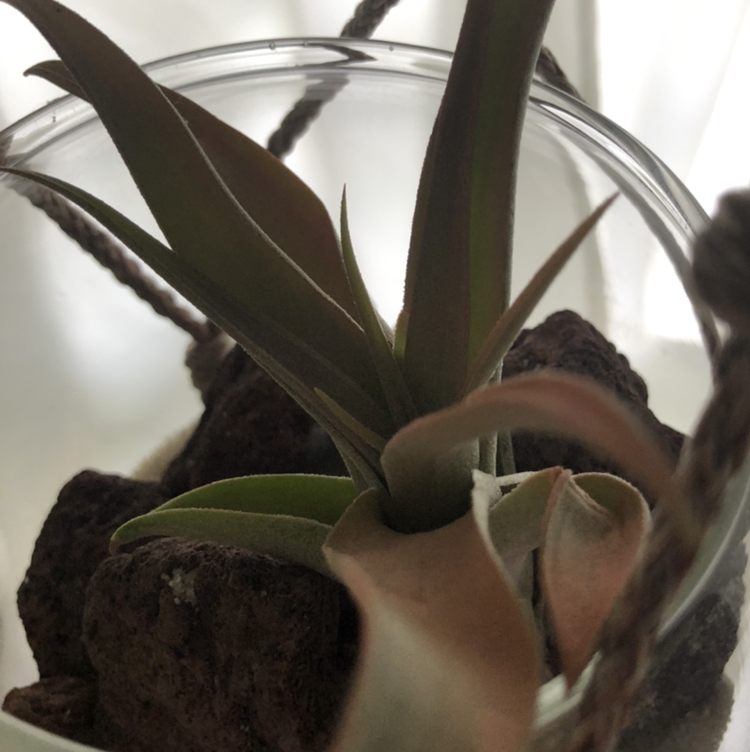Photo of the plant species Tillandsia recurvifolia by Layne named Aireola on Greg, the plant care app