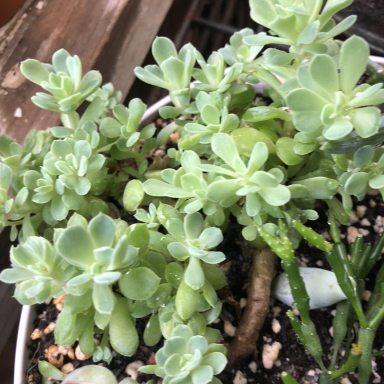 Photo of the plant species Palmer's Sedum by Layne named Jacinda on Greg, the plant care app