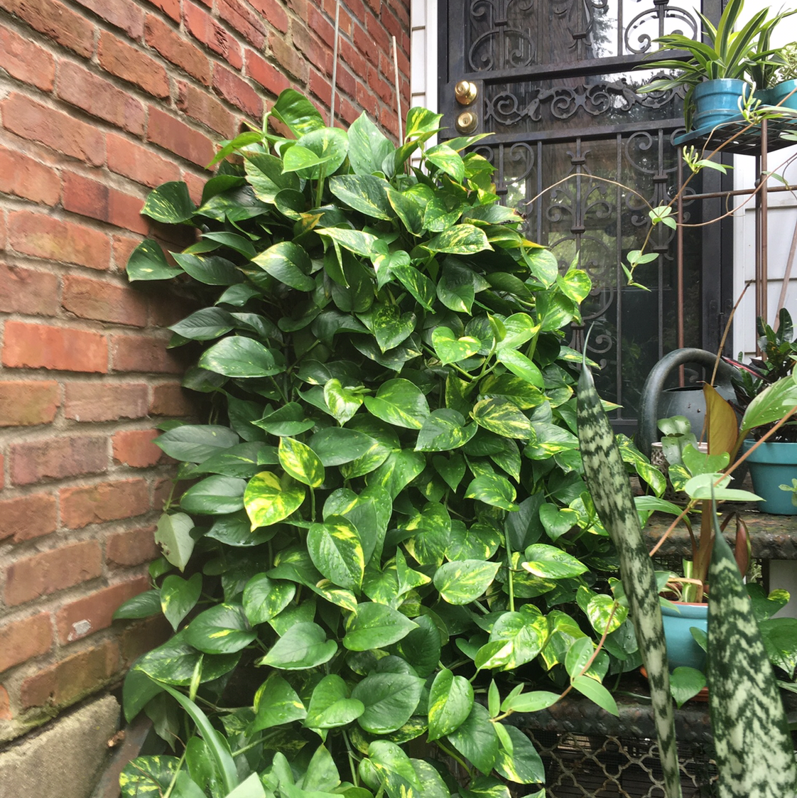 A thriving Golden Pothos plant with lush green and yellow variegated leaves climbing a brick wall with decorative ironwork.