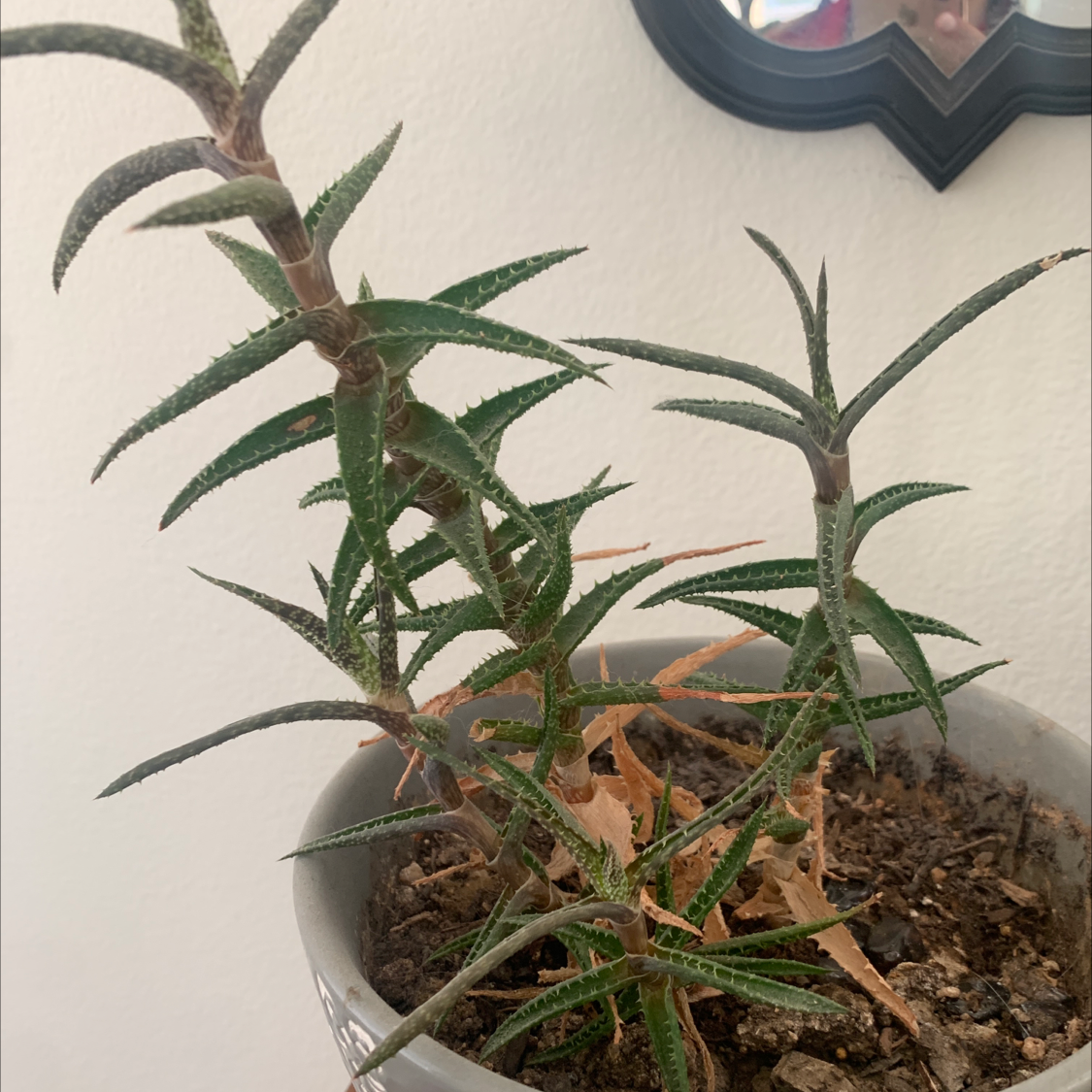 Candelabra Aloe plant in a pot with some browning leaves and visible soil.