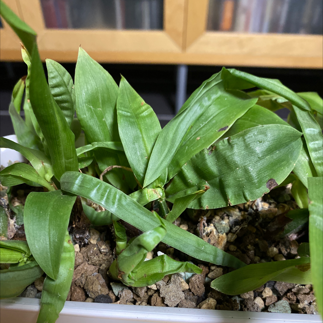 Cockleshell Orchid with green leaves, some minor browning at edges, potted in visible soil.