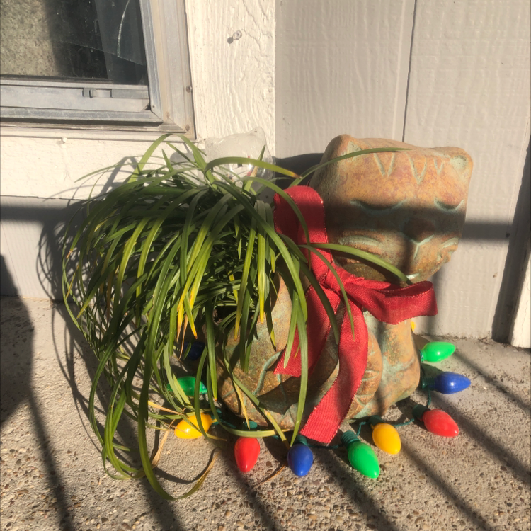 Queen's Tears plant in a decorative pot with a red ribbon and colorful lights.