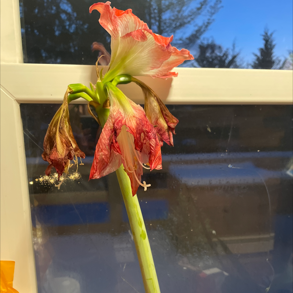 Striped-Tubed Amaryllis with wilted flowers and browning petals near a window.