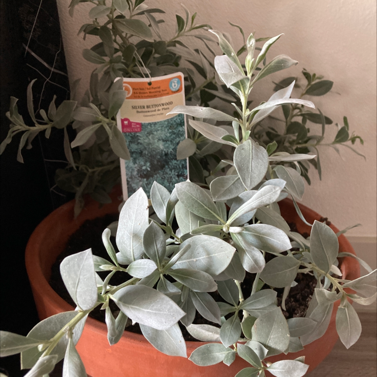 Plant care for Beach Almond on Greg, the plant care app