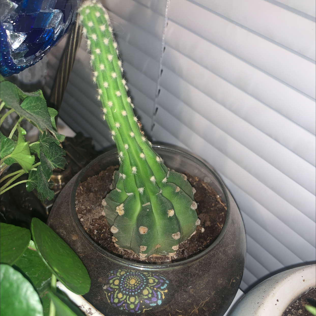 Little Nipple Cactus in a pot with visible soil, well-framed and in focus.