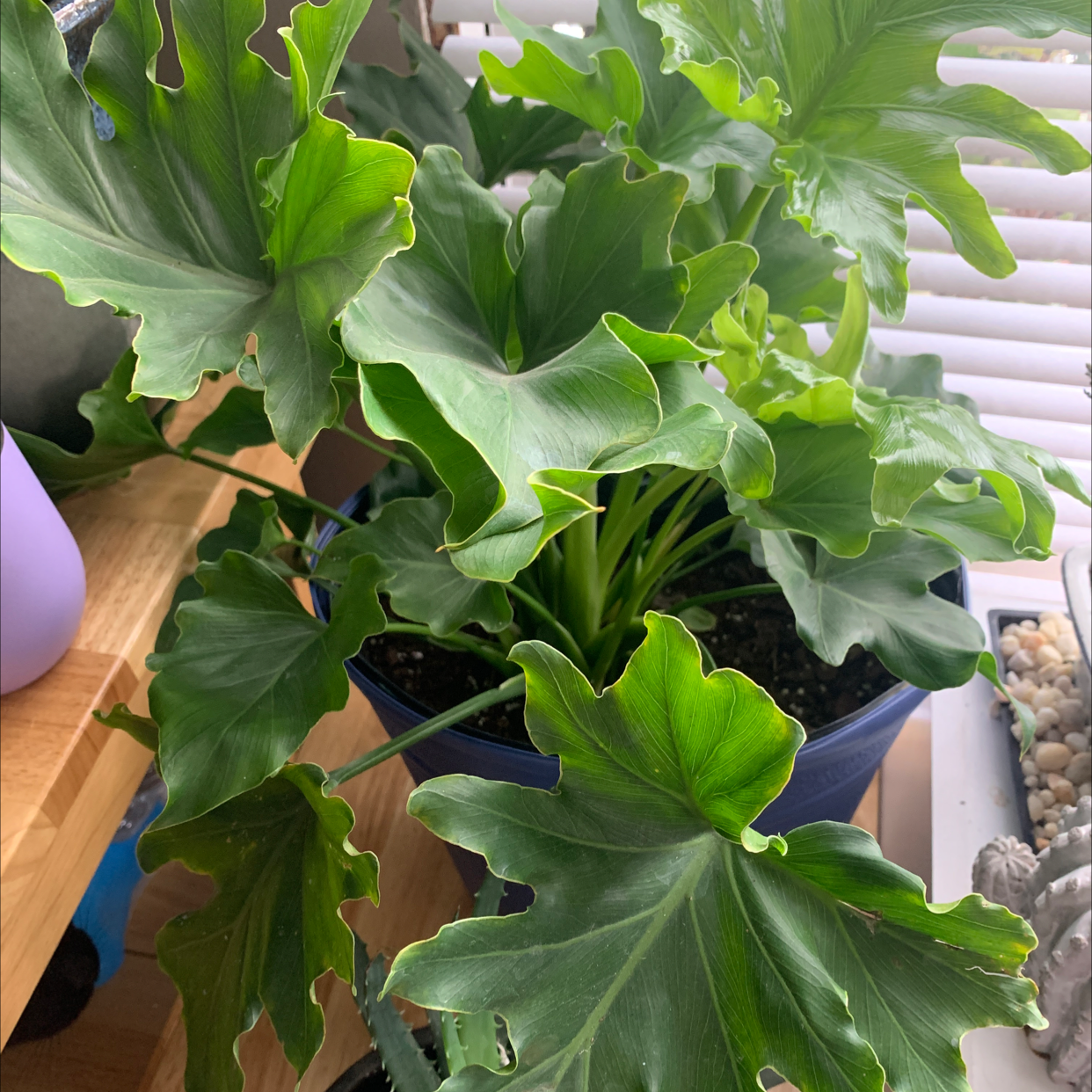 Philodendron Xanadu plant with large, green, lobed leaves in a pot near a window.