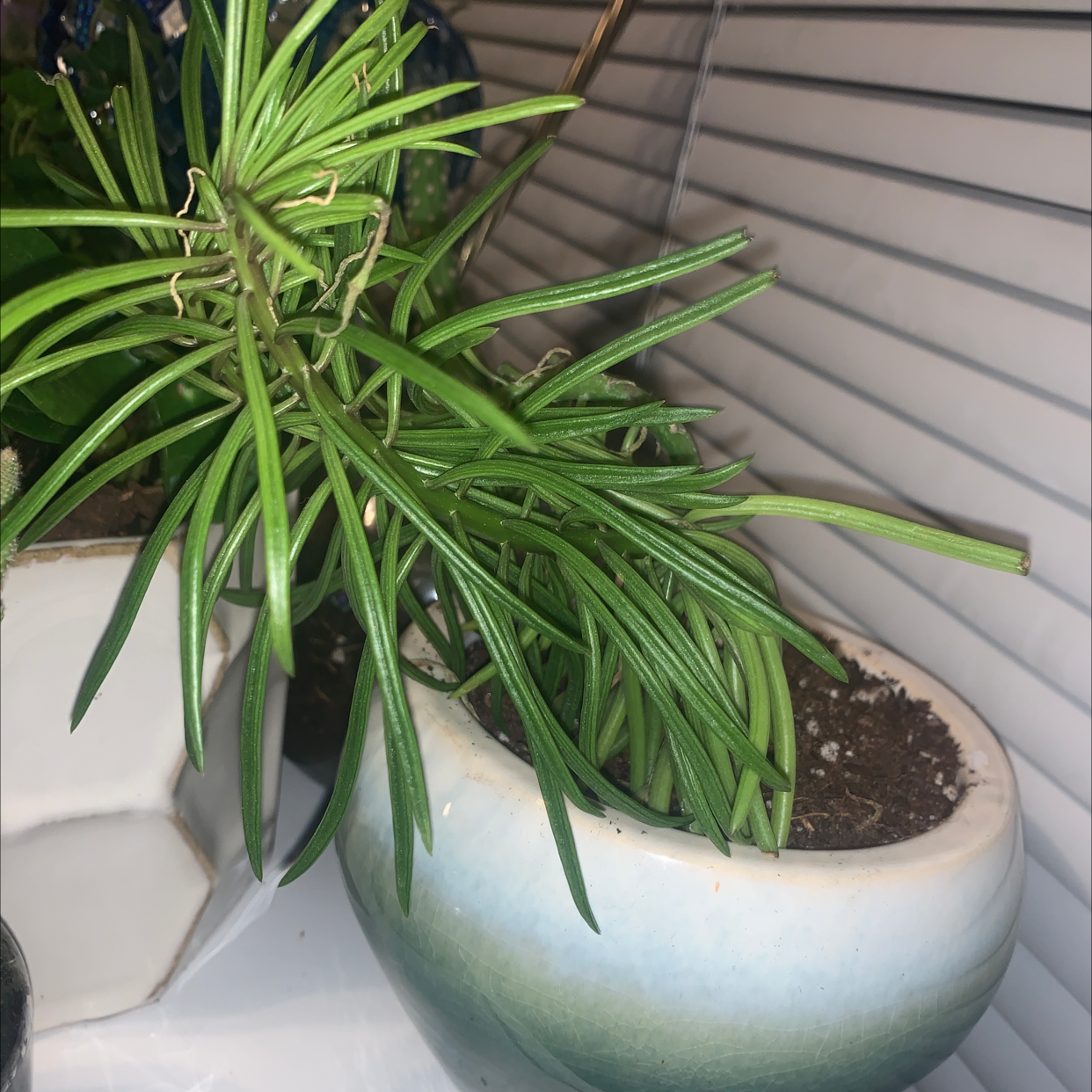 Potted Succulent Bush Senecio with long, slender green leaves in a white and green pot.